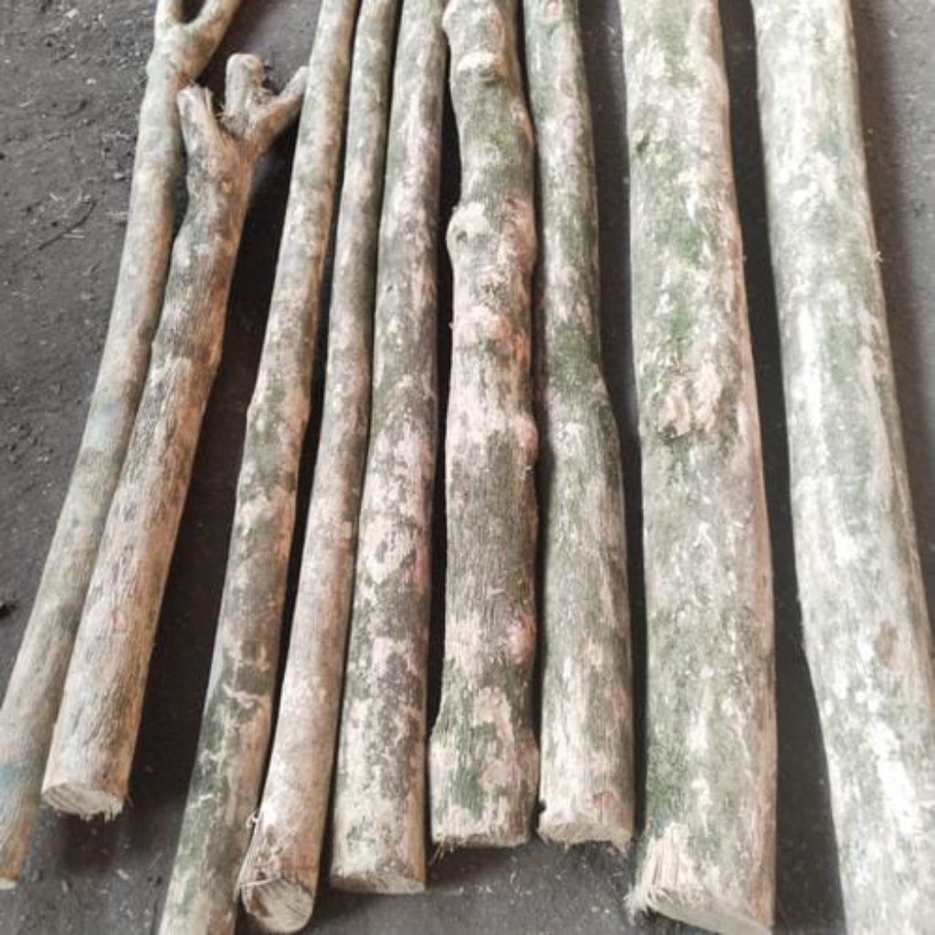 batang kayu kopi  panjang 120cm