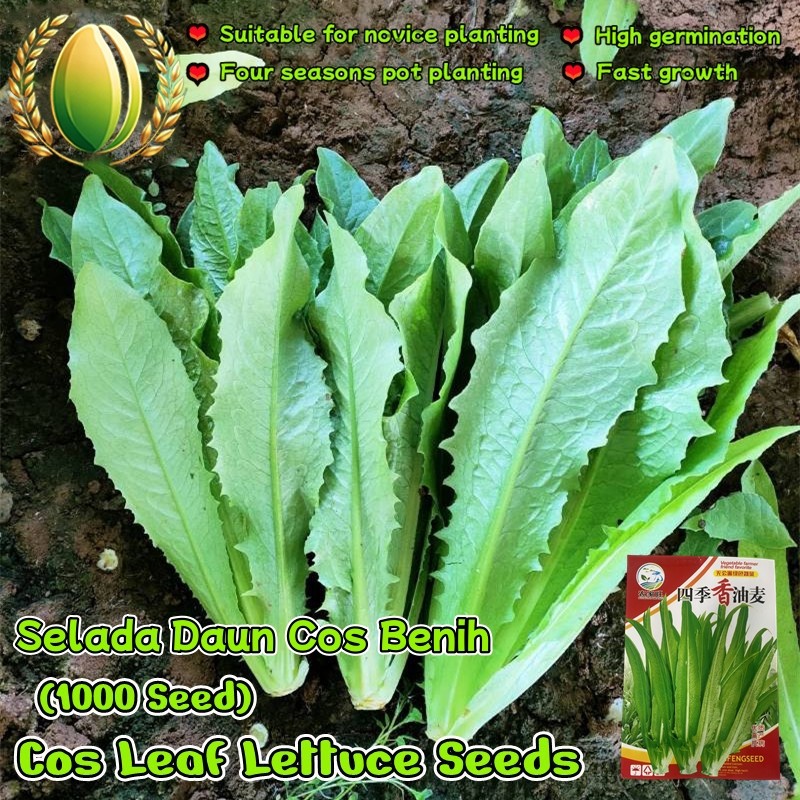 1000 Biji Selada Daun Cos Untuk Menanam Tanaman Sayuran, Biji Selada Buttercrunch Cina Cos Leaf Lett