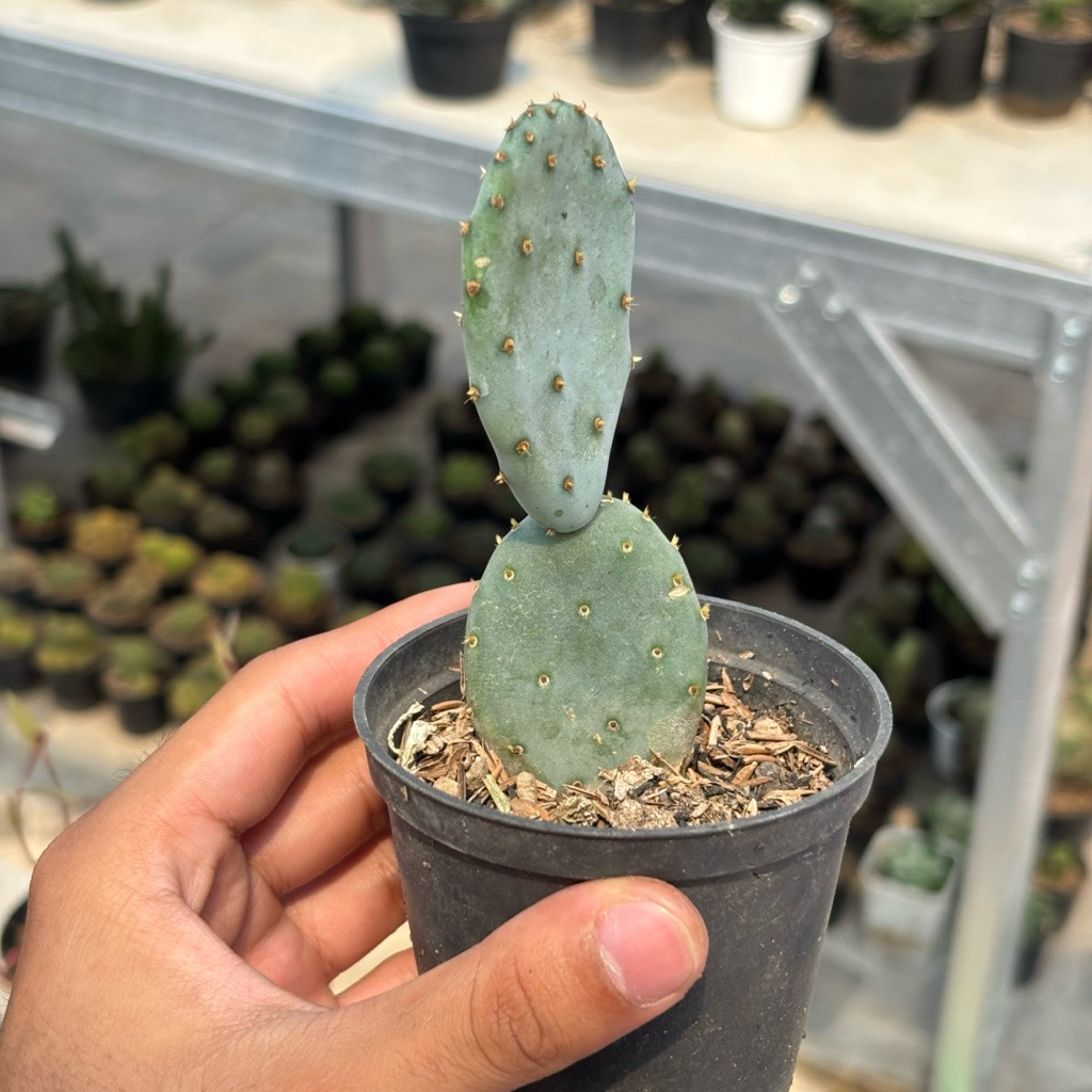 Kaktus Opuntia Blue Robusta