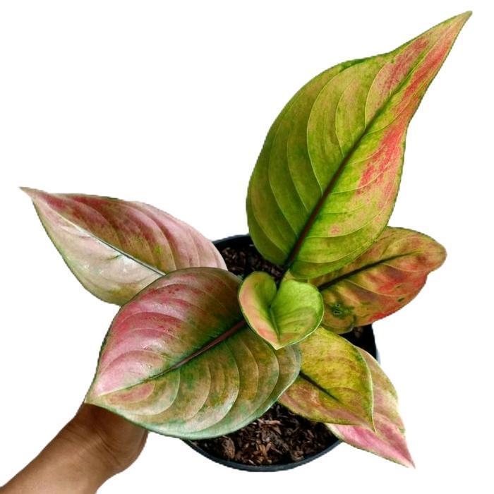 aglonema heng-heng pelangi rimbun - tanamanhias aglonema hengheng dewasa