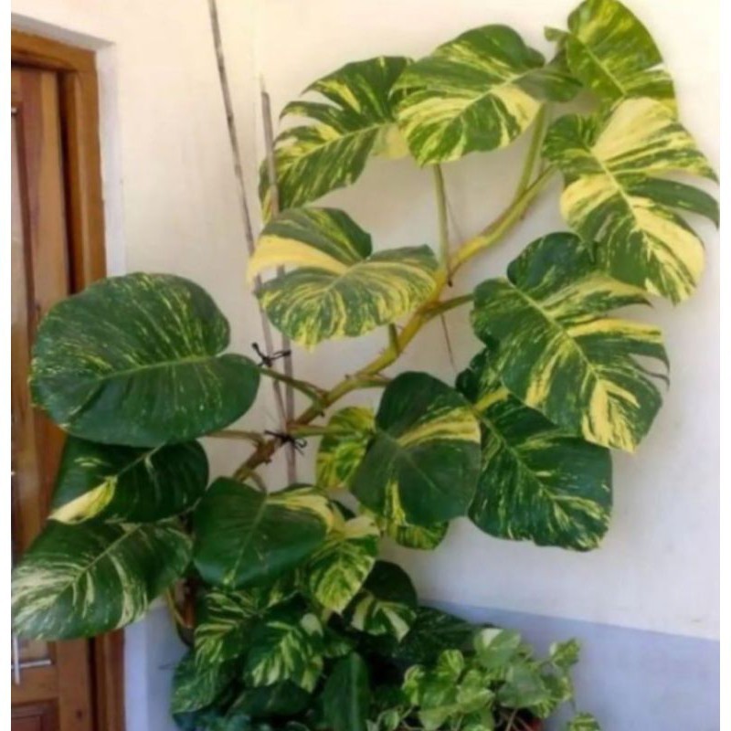 Bibit epipremnum aureum /monstera raisa -sirih gading jumbo varigata (batang):-
