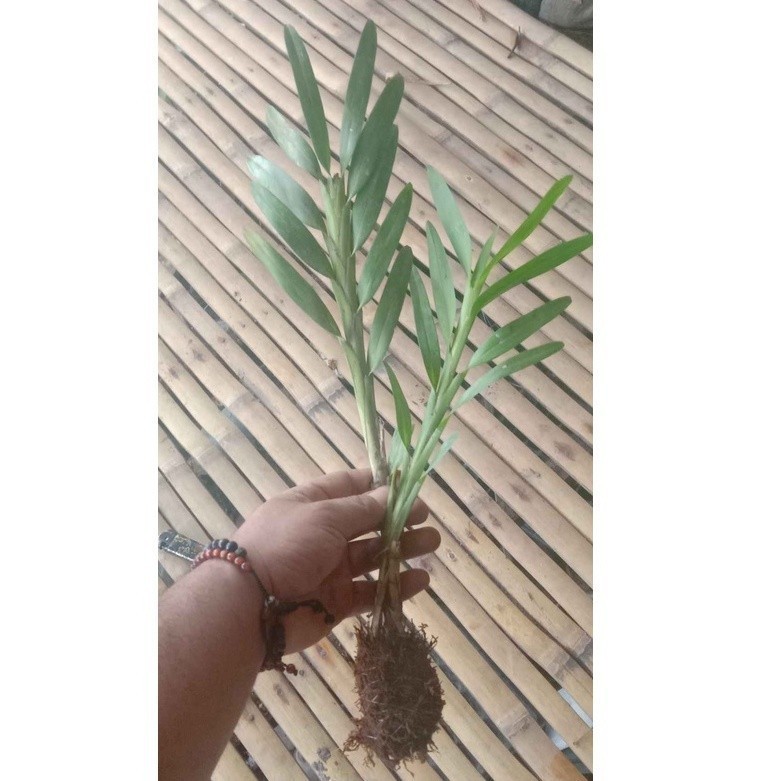 Promo COD Anggrek Agrostophyllum - anggrek kancing spesies:-