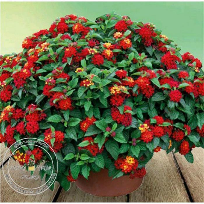 Tanaman Hias Bunga Lantana Bunga Merah - Lantana Bunga Merah - bunga hias lantana - bunga hidup - po