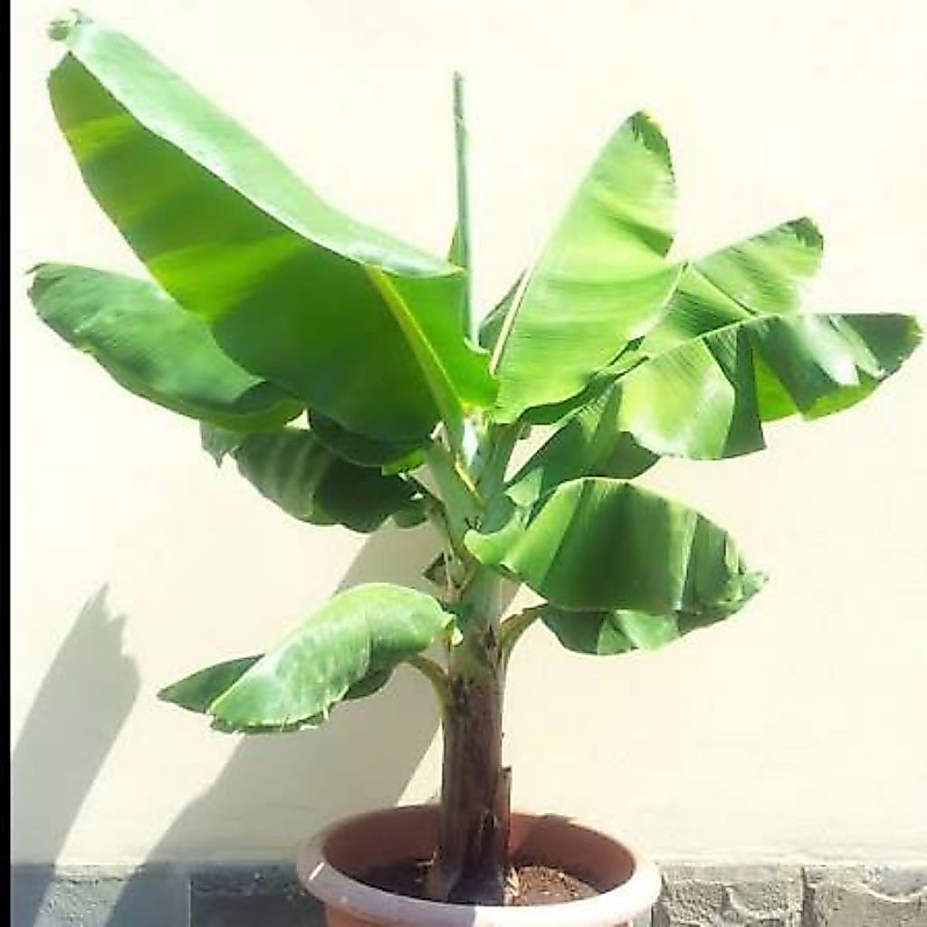 Bibit Pisang Cavendish Kerdil Dwarf Cavendish