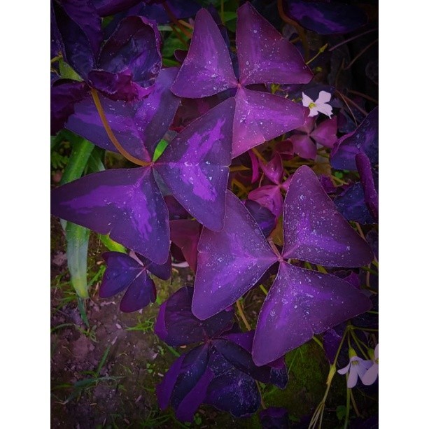 Tanaman Hias Oxalis Triangularis