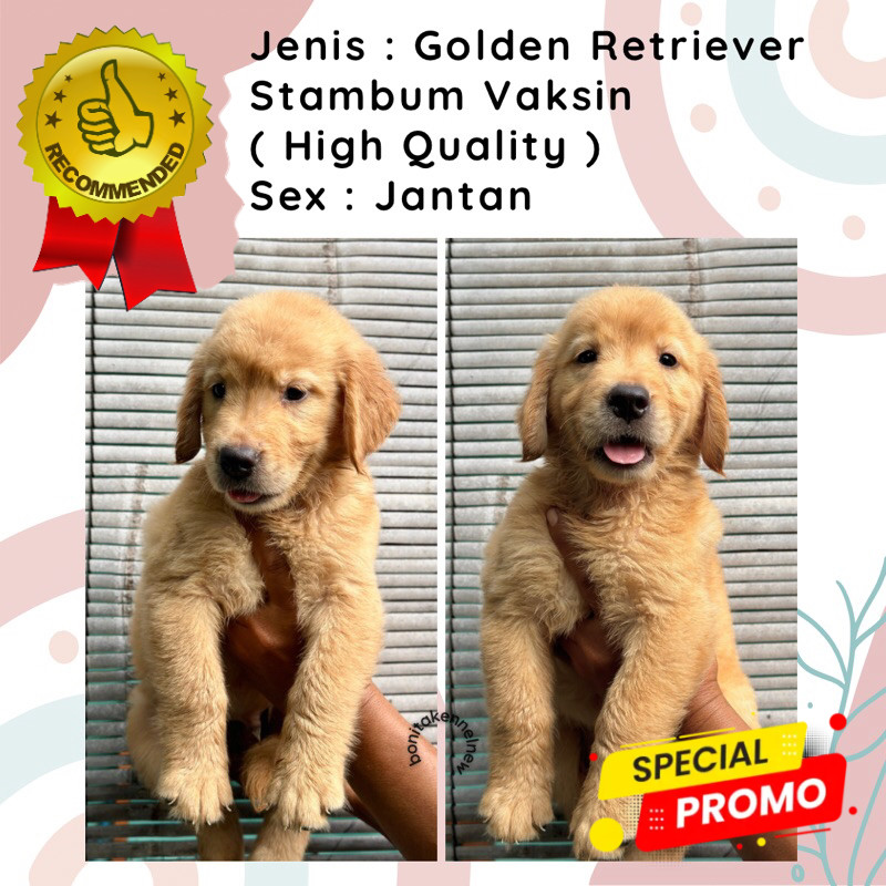 Anak Anjing Golden Retriever Stambum Jantan Betina