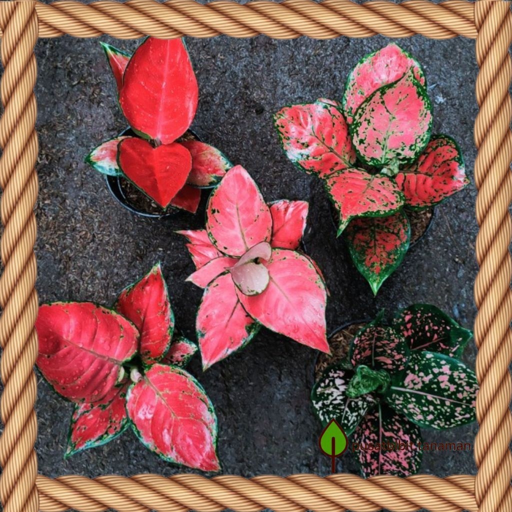 Paket 5 Bonggol Tanaman Hias Aglonema Siap bertunas bibit aglonema murah