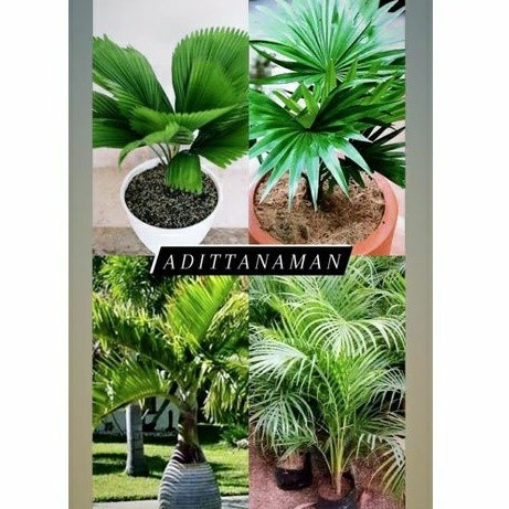 4 paket pohon palem, pohon palem sadeng pohon palem kol pohon palm botol merah pohon palem kuning