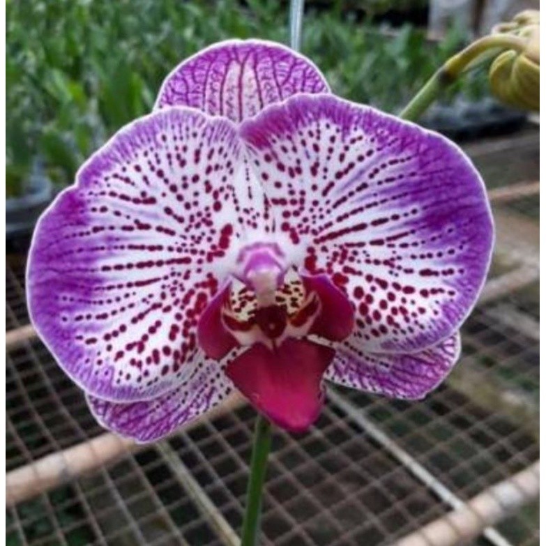 Anggrek bulan jumbo putih bercak ungu