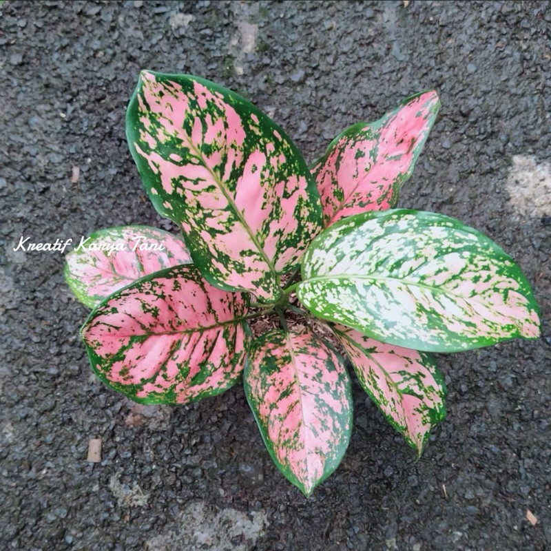 PROMO ( BISA COD ) Tanaman hias aglonema ruby pink - Aglonema rubi pink