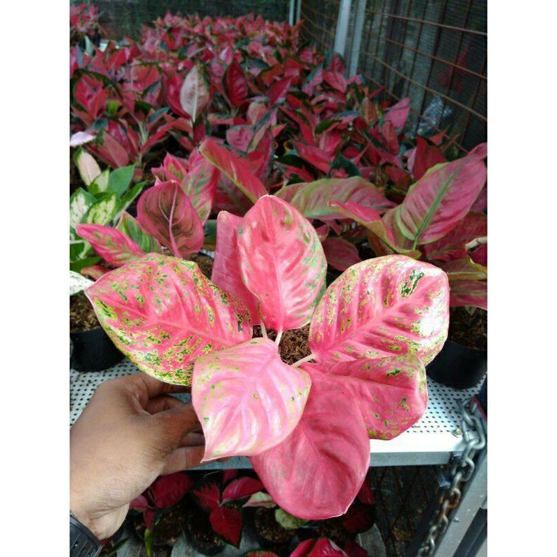 Tanaman hias aglonema WULANDARI//Baby aglonema Wulandari