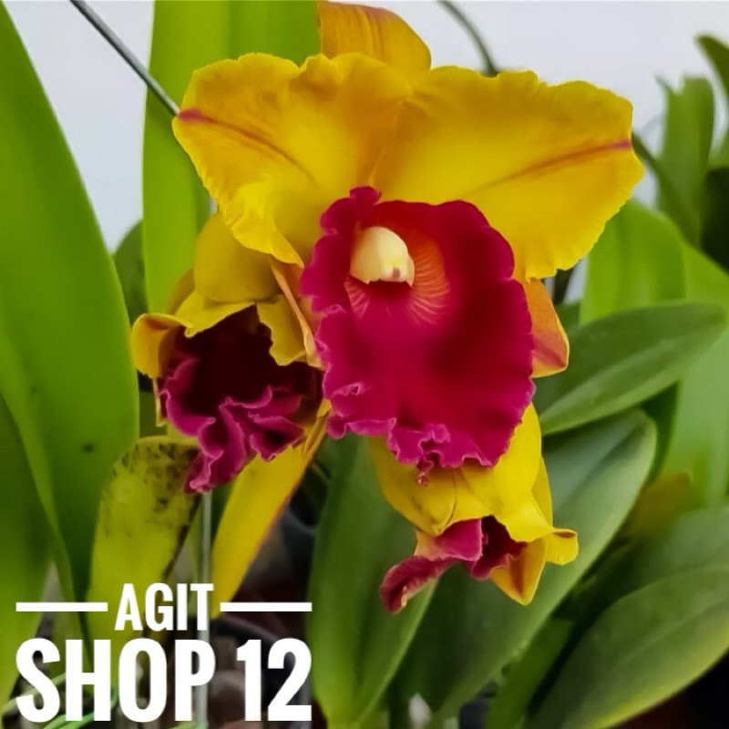 Anggrek cattleya dewasa siap berbunga