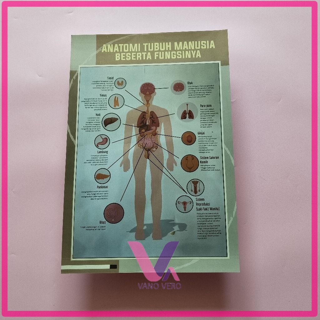 Poster Anatomi Tubuh Manusia - Poster Fungsi Tubuh Manusia - Poster Sekolah - Poster Kesehatan