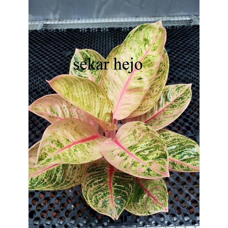 aglonema Romantic love RL dewasa