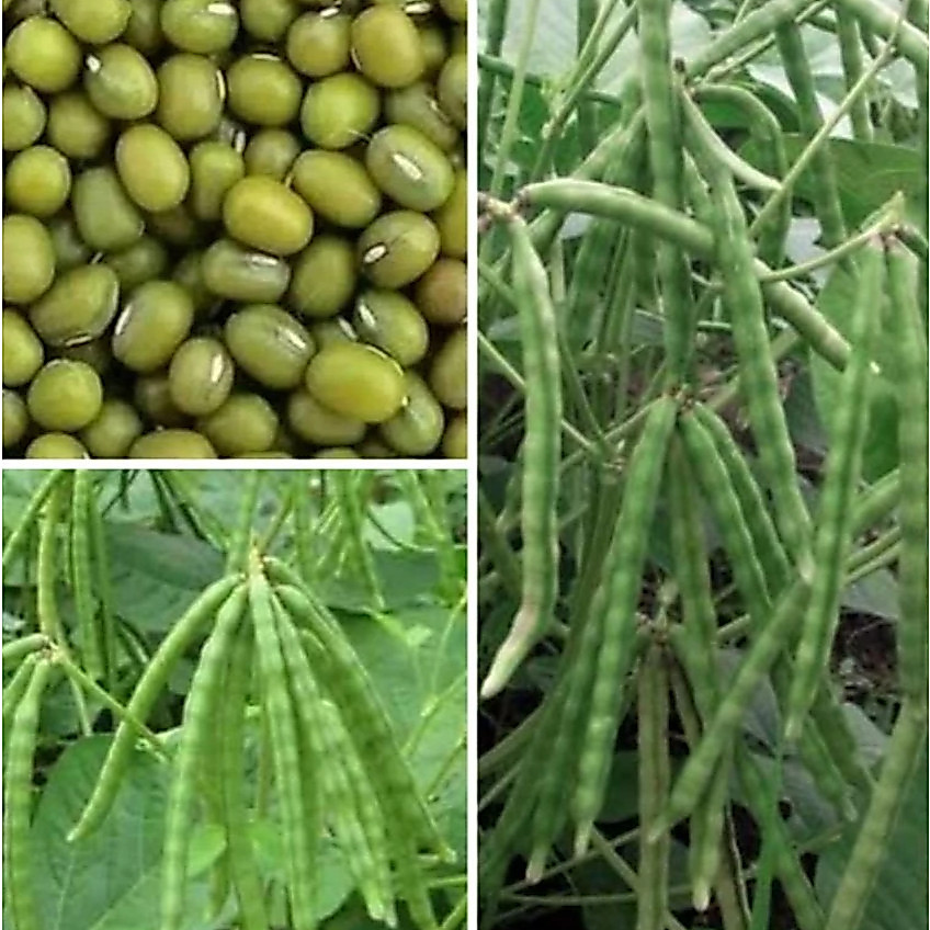 BW123 BENIH KACANG HIJAU VIMA