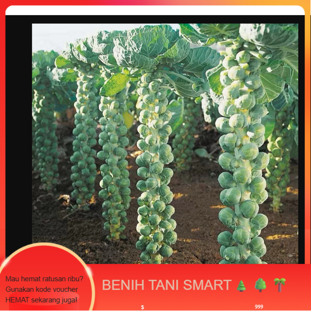 BT409 Benih  bibit Kubis Mini