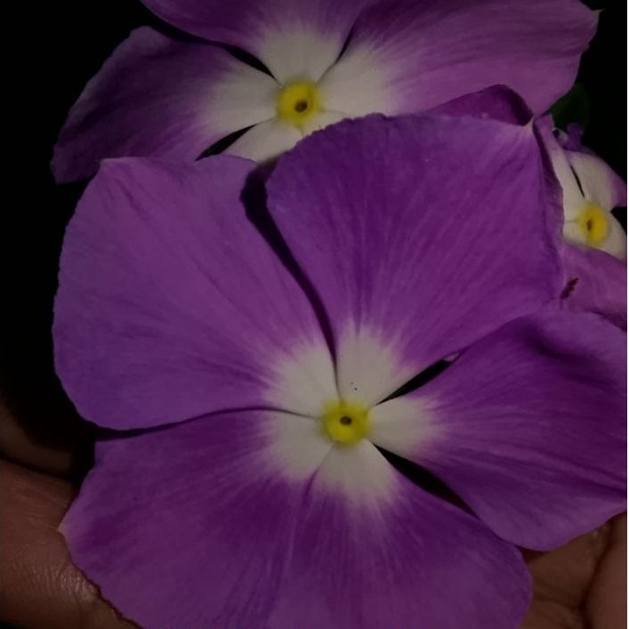 Vinca Seed_biji vinca BLUE LAVENDER HALO