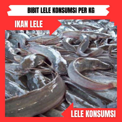 bibit lele sangkuriang konsumsi per kilo/ bibit ikan / benih ikan / bibit ikan lele / bibitikan