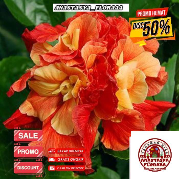 AN03 (BISA COD) Tanaman Hias Bunga Sepatu Hibiscus Orange Kering Tumpuk/Pohon Kembang