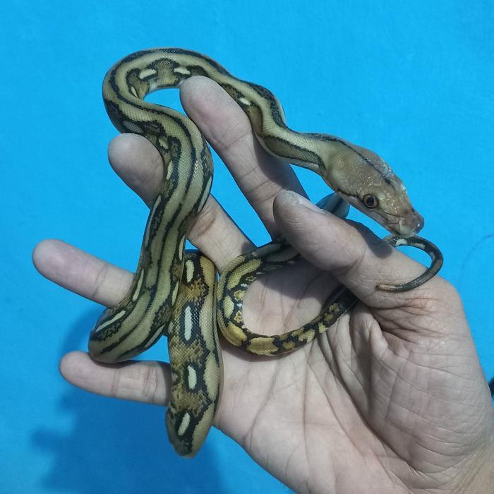 TERLARIS baby retic jawa - 03