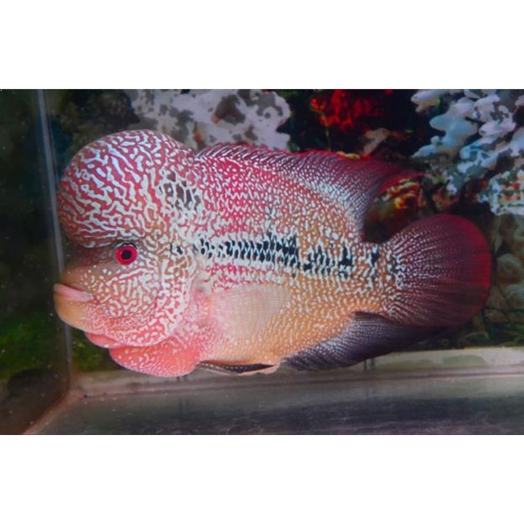 stock lohan cencu 3-5cm