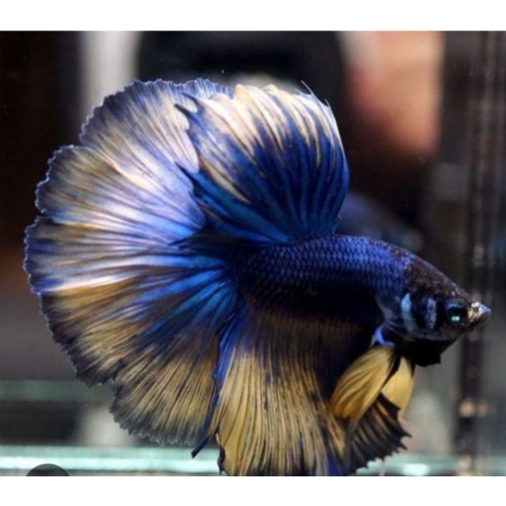 CUPANG HALFMOON