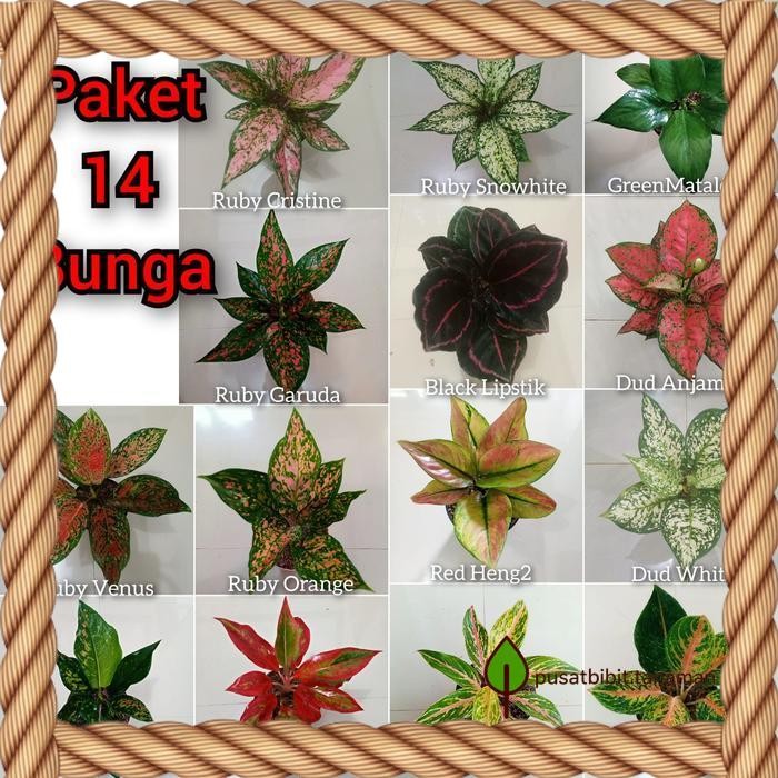 Paket 14 bibit bonggol aglonema asli