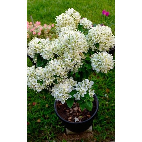 Tanaman hias bunga bougenville singapur Putih bibit ori / bogenvil sj putih  / bugenvil sj putih / s