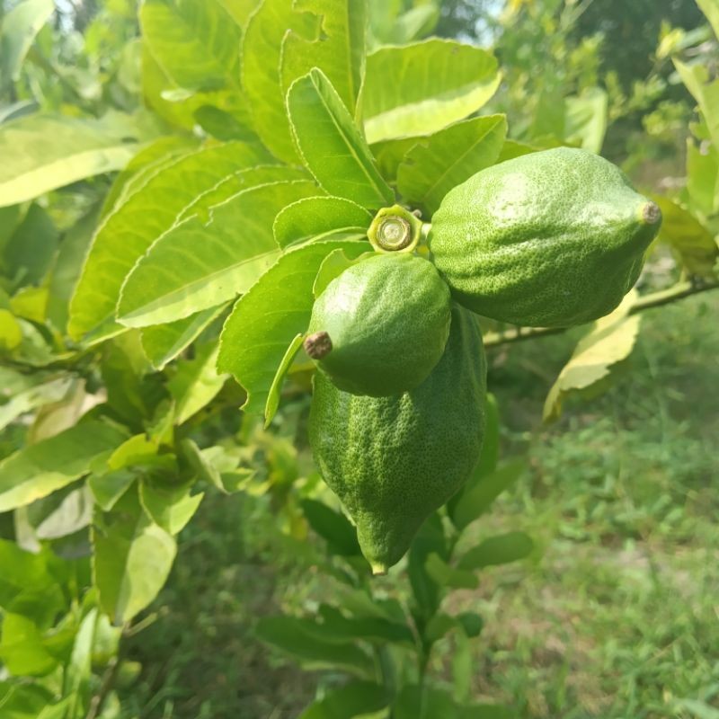

Buah Jeruk Pagar Segar