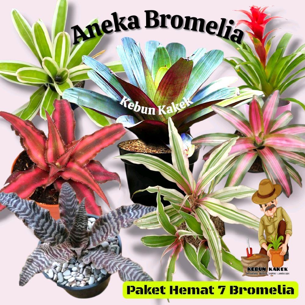 Paket 7 Bromelia / Tanaman Hias Hidup Bromelia / Bromelia Tricolol / Bromelia Giant / Bromelia Varig