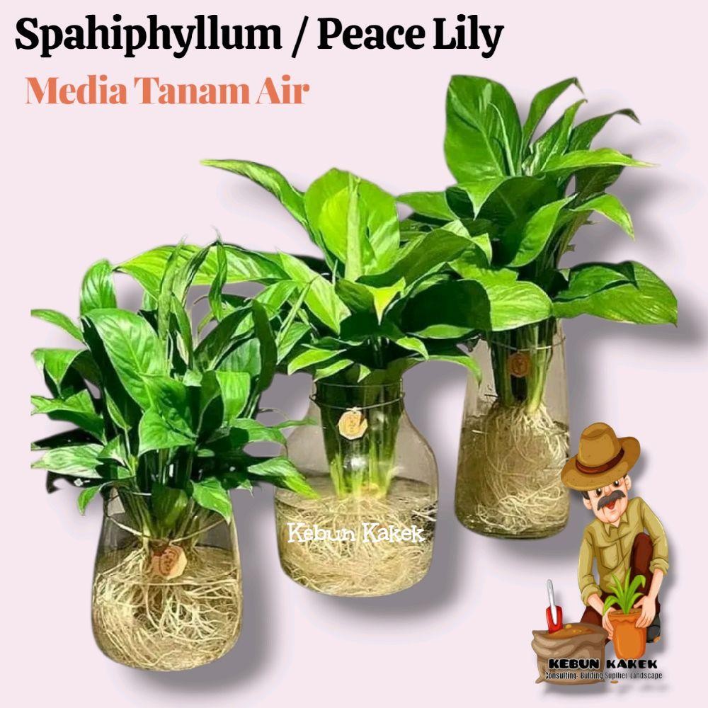 Tanaman Media Air / Tanaman Paace Lily Media Air / Tanaman Hias Hidup Di Air / Spahiphyllum Media Ai