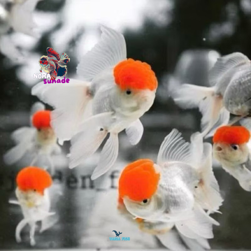 KOKI ORANDA RED CUP GRADE A ( PAKET SEPASANG )  10-13 CM JAMBUL