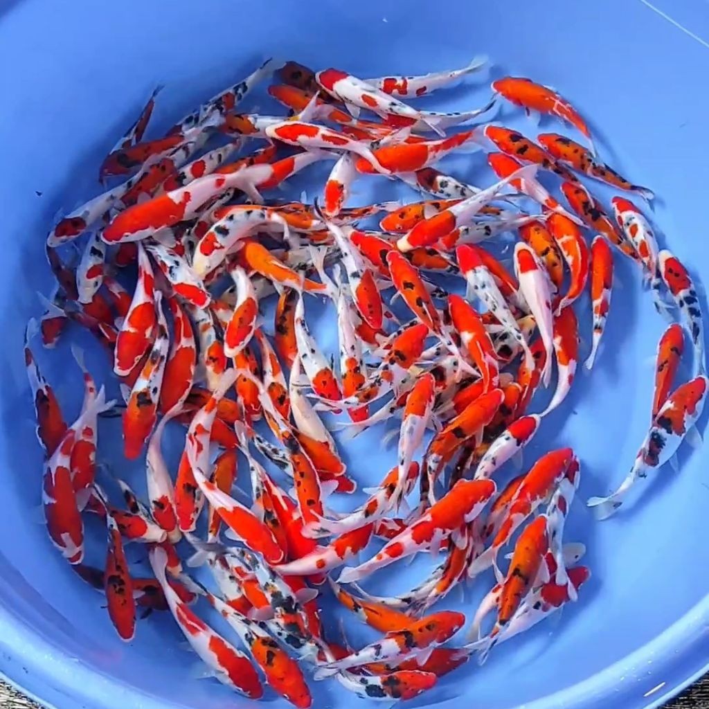 Ikan koi blitar warna 10-13cm bergaransi