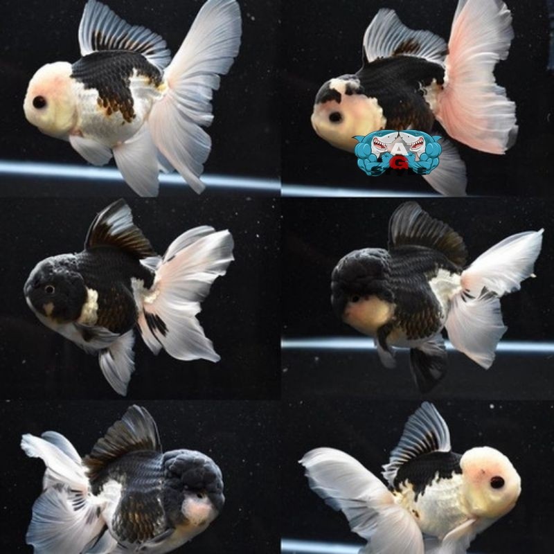 Koki Oranda Panda Maskoki Ikan Mas Gemoy