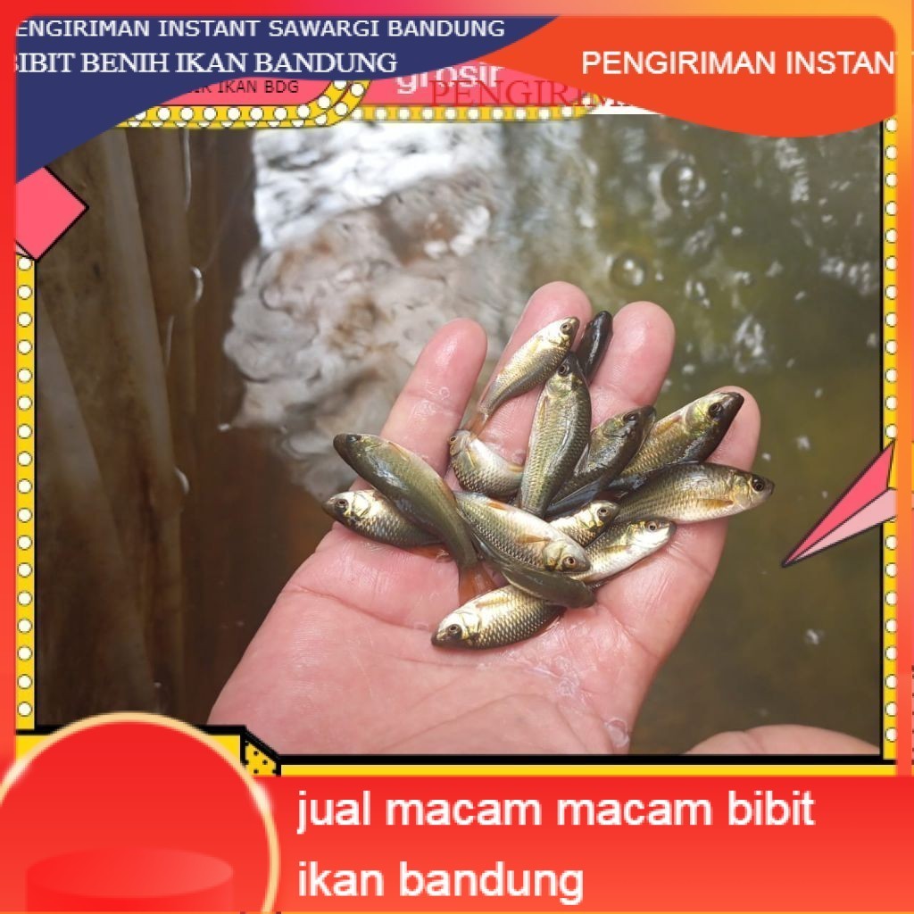 50 ekor Ikan Nilem terapi / trapi / per 50 ekor / ikan terapi GROSIR BANDUNG PER EKOR INSTANT murah