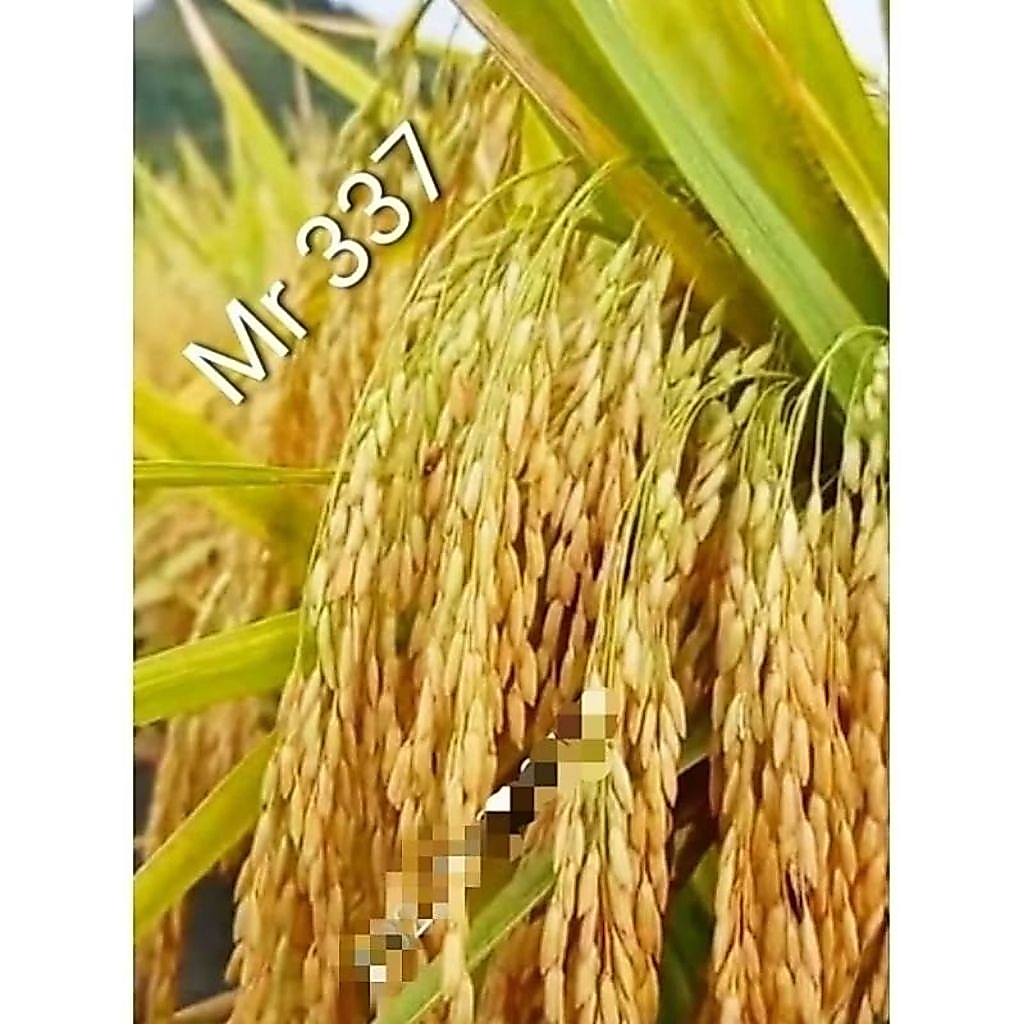 BENIH PADI MR337
