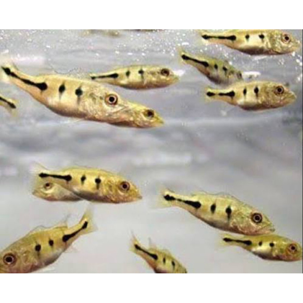 Tankmate & Dekorasi Aquarium Ikan Pibas Mono Size 5cm Cocok Untuk Tankmate & Dekorasi
