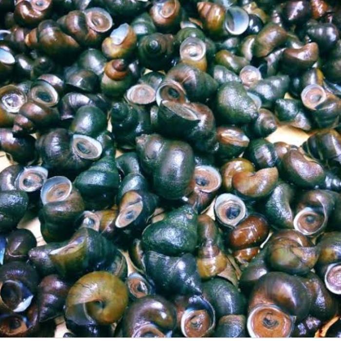 Tutut / Keong Sawah Mentah / Siput Segar Masih Hidup / seafood - Tutut Hidup