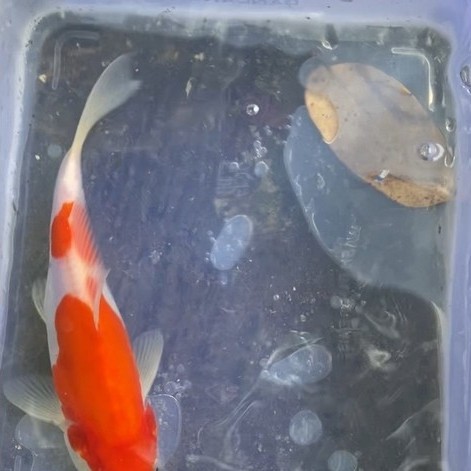 ikan koi doitsu 16-19cm kohaku sanke showa Bagus sehat