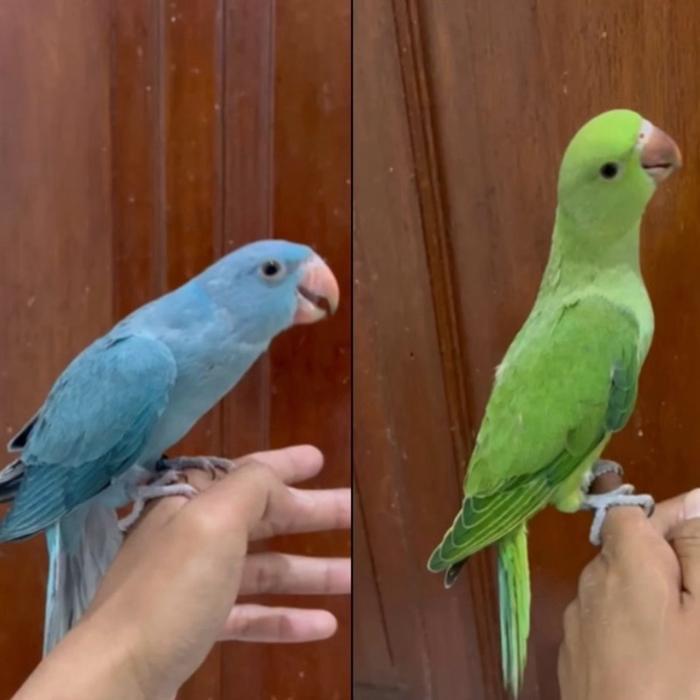 Indian RingNeck Parrot Baby Burung Jinak Pintar Lucu - Blue