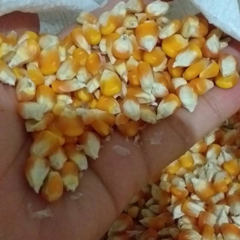 Jagung pipil / jagung kering jagung kering Jagung Pipil Pakan ternak 1Kg