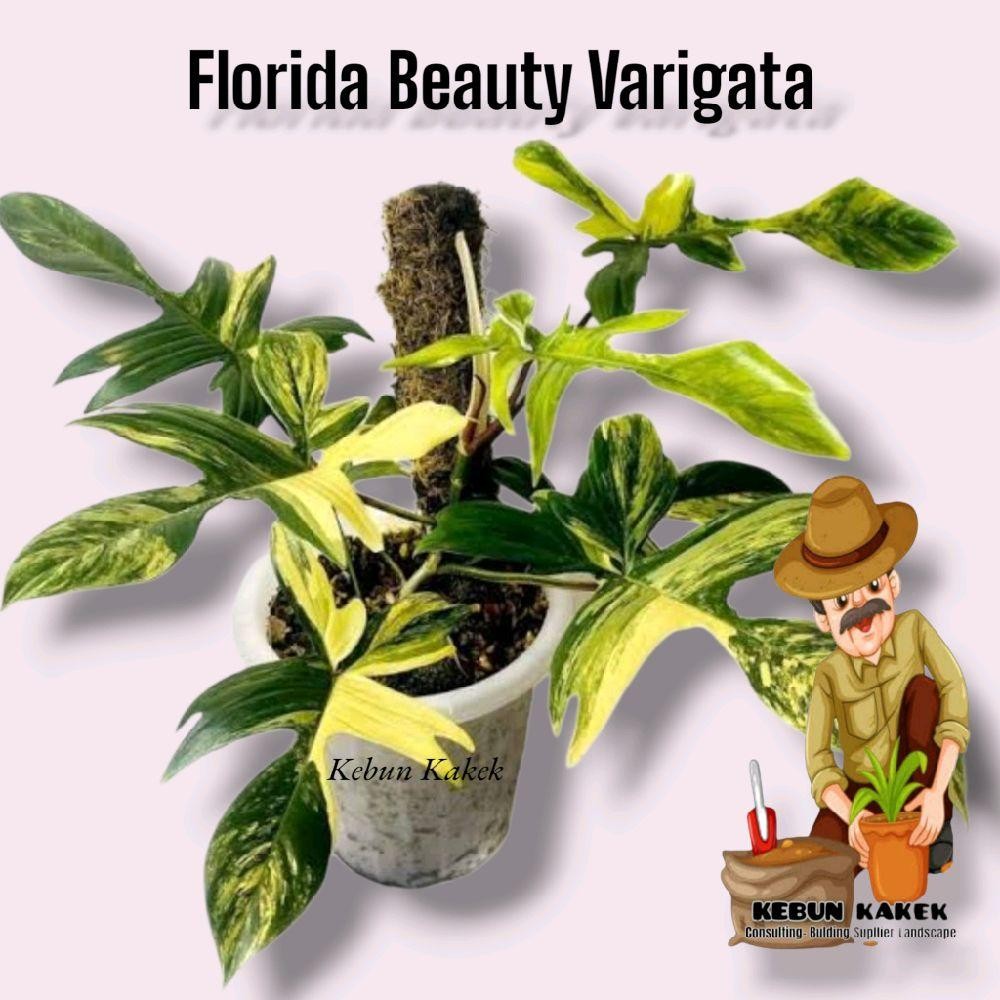 Tanaman Hias Philodendron Florida Beauty  Varigata / Philo flobe Varigata / Tanaman Hias Hidup Bibit
