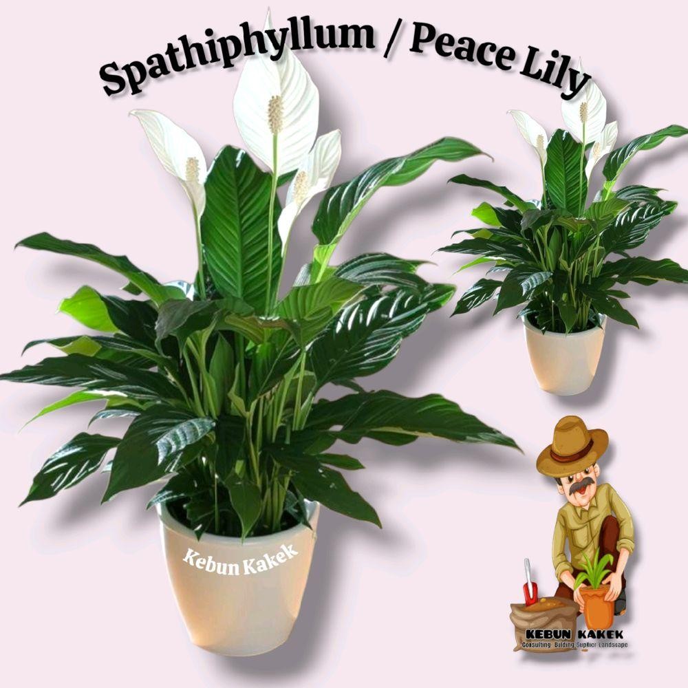 Spathiphyllum Peace Lily / Tanaman Spathiphyllum / Tanaman Peace Lily / Tanaman Hias Peace Lily