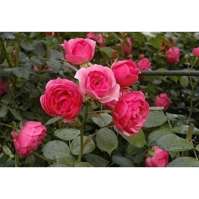 Tanaman Hias Bunga Mawar Floribunda Pink homesweet colection