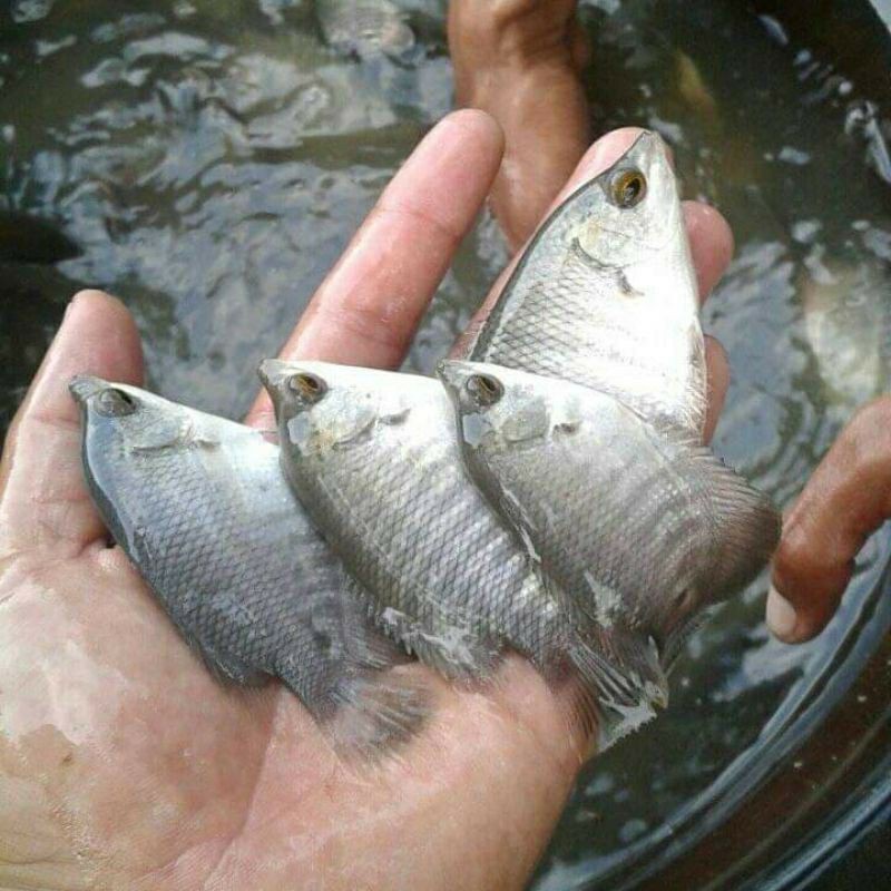 HALHIMAH BIBIT IKAN GURAME SOANG 2 JARI [ISI 10 EKOR]