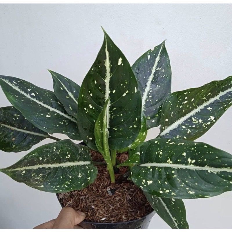 aglonema maranta srikit - aglonema srikit - tanaman hias aglonema maranta srikit