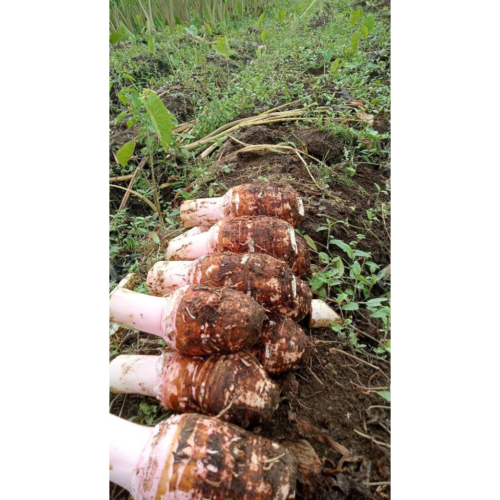 COD Talas Bogor Talas Pratama Talas Bentul 500gram