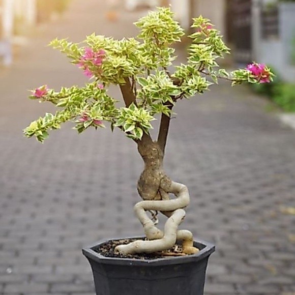 Promo tanaman hias bugenvil  singapore,  bonsai bugenvil,  bibit bonsai