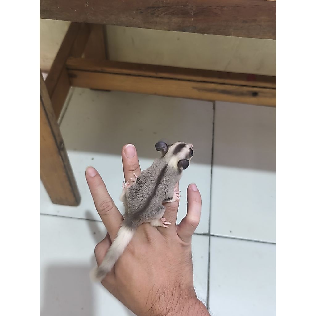 sugar glider joey