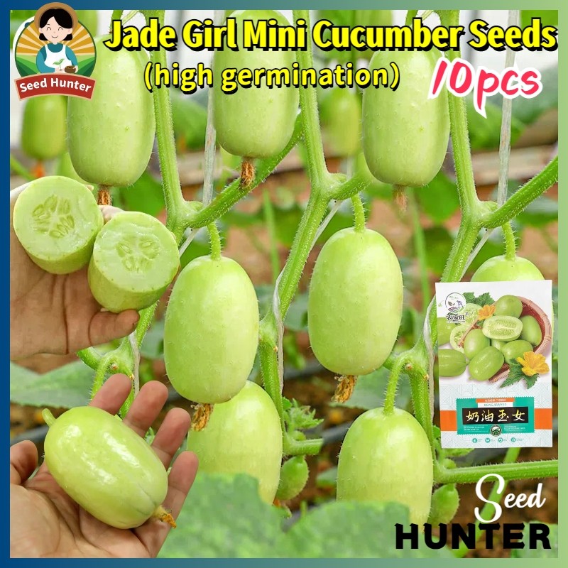 High Yield Fresh Jade Girl Mini Cucumber Seeds for for Planting Vegetables Plants (Fast Growing 10 S